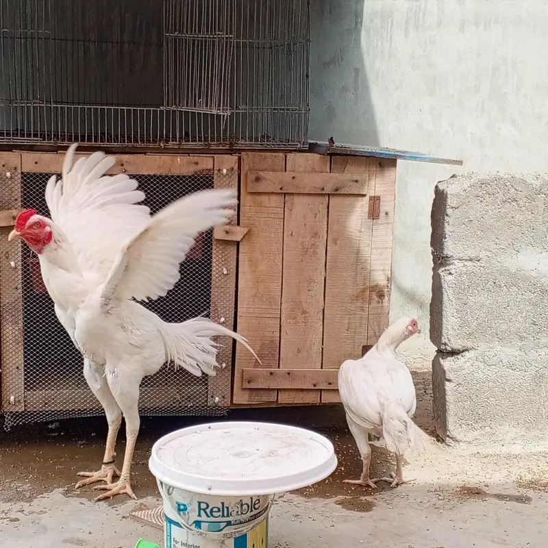 Aseel Heera pair  — photo 2