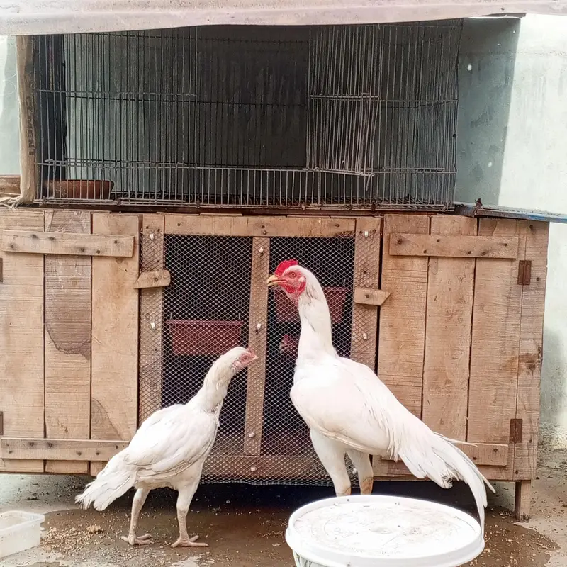 Aseel Heera pair  — photo 3