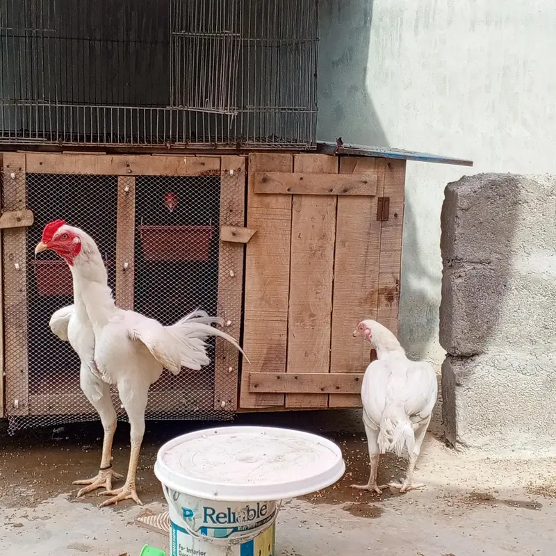 Aseel Heera pair  — photo 4