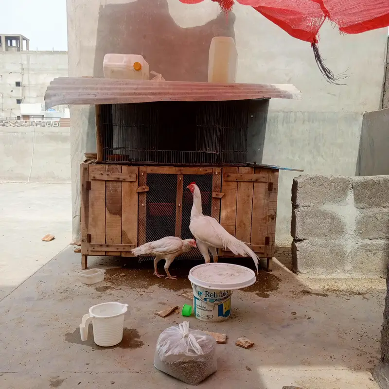 Aseel Heera pair  — photo 5