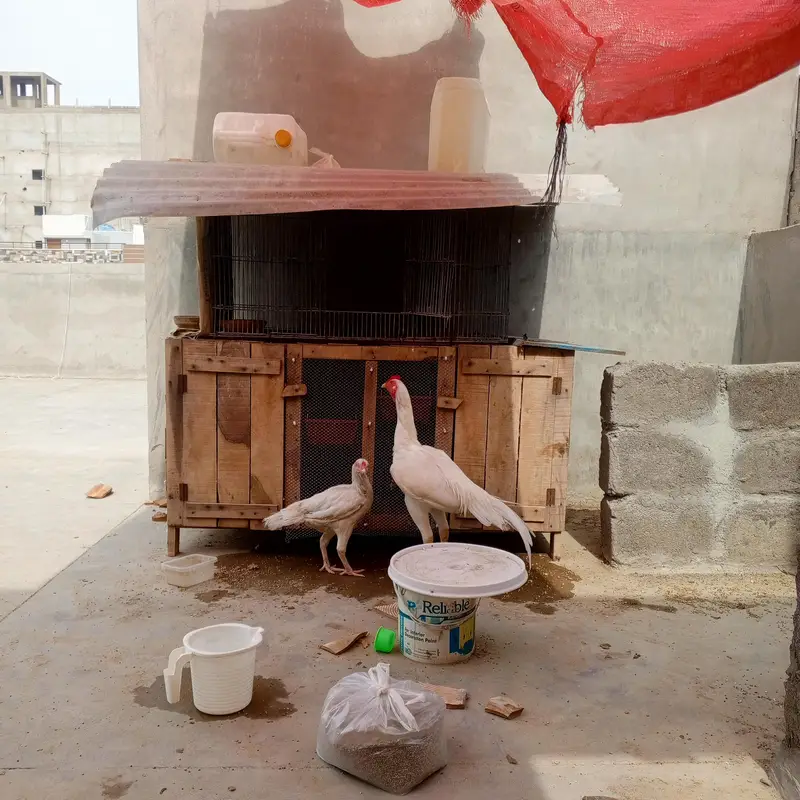Aseel Heera pair  — photo 6