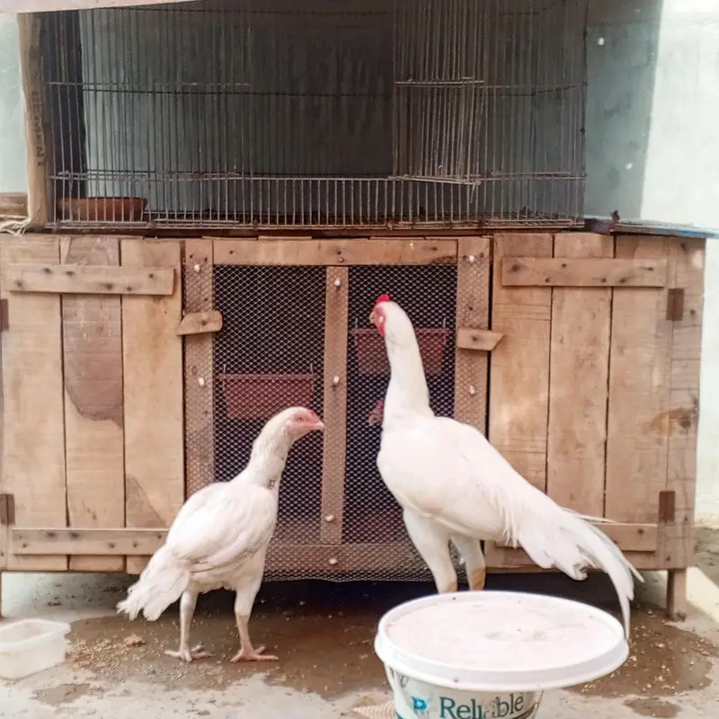 Aseel Heera pair  — photo 7