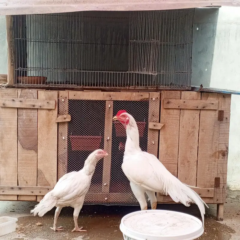 Aseel Heera pair  — photo 8