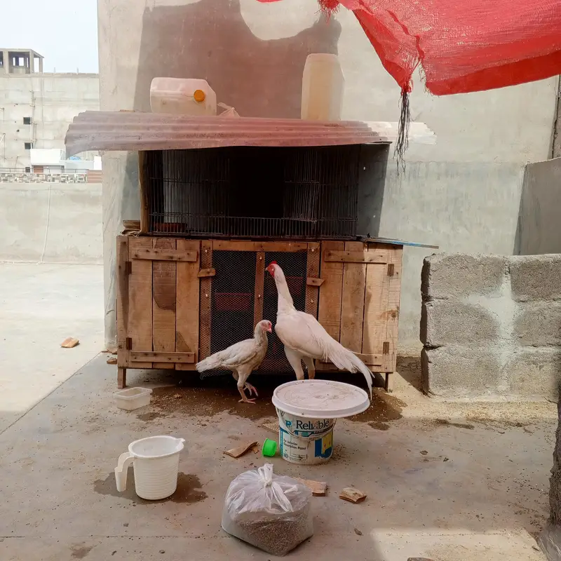 Aseel Heera pair  — photo 9