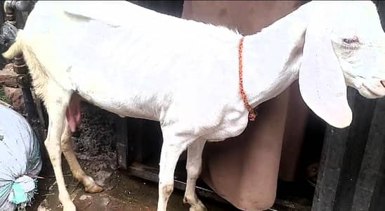 Goat for sale 03703523132