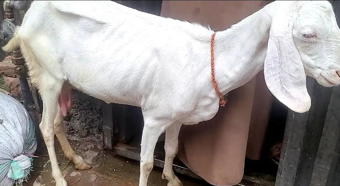Goat for sale 03703523132 — photo 2