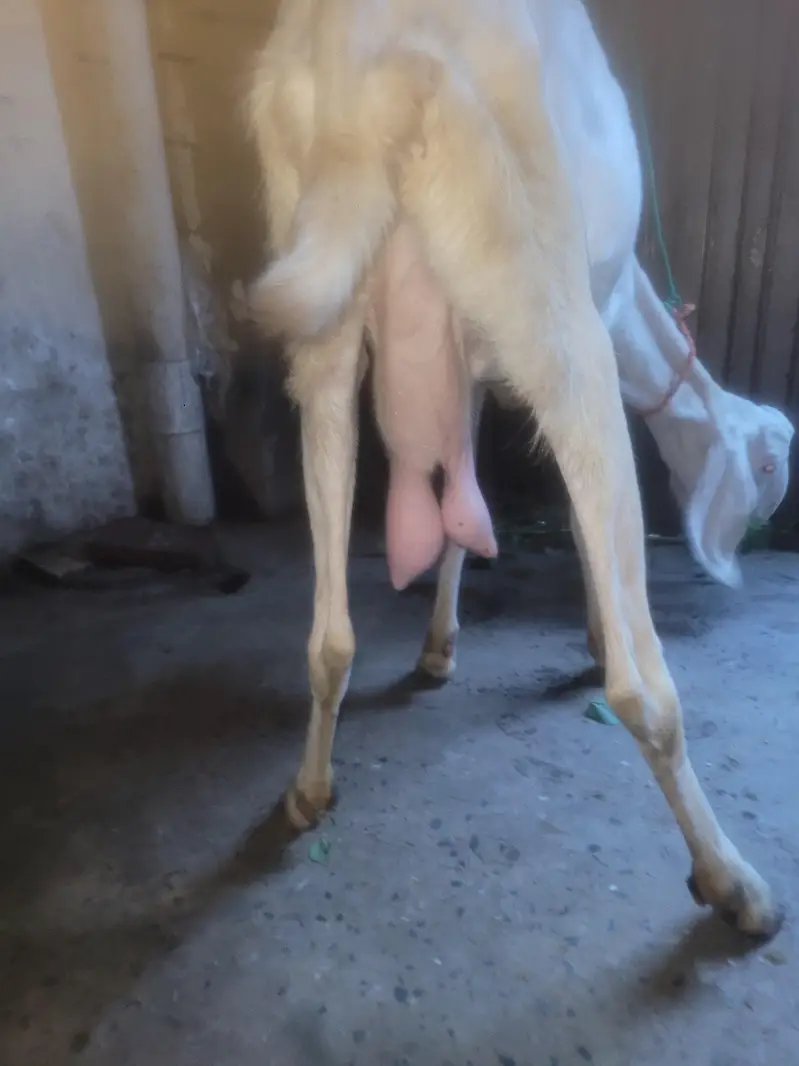 Goat for sale 03703523132 — photo 3