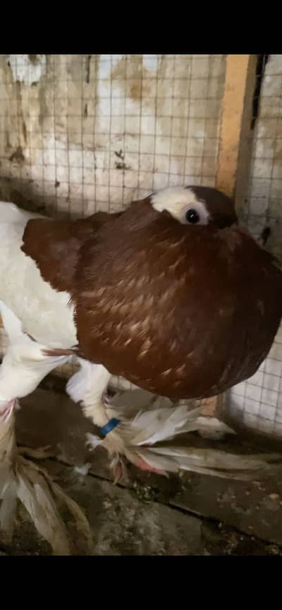 Red magpie important breeder male FORSALE 03115733578