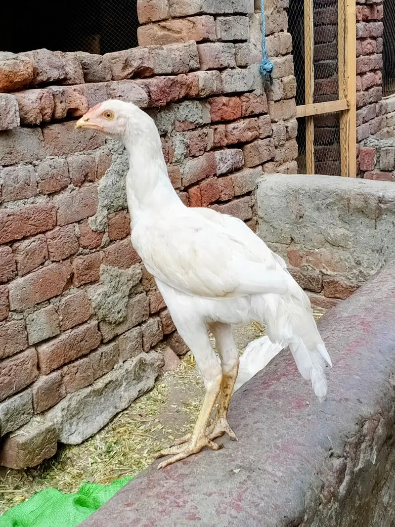 Heera aseel — photo 2