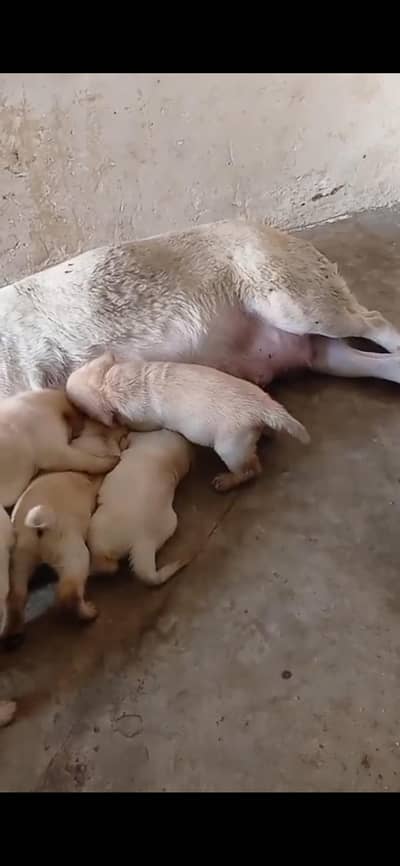 Labrador pair for sale