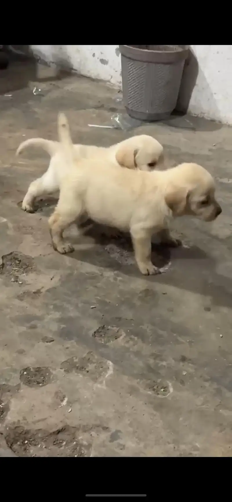 Labrador pair for sale — photo 2