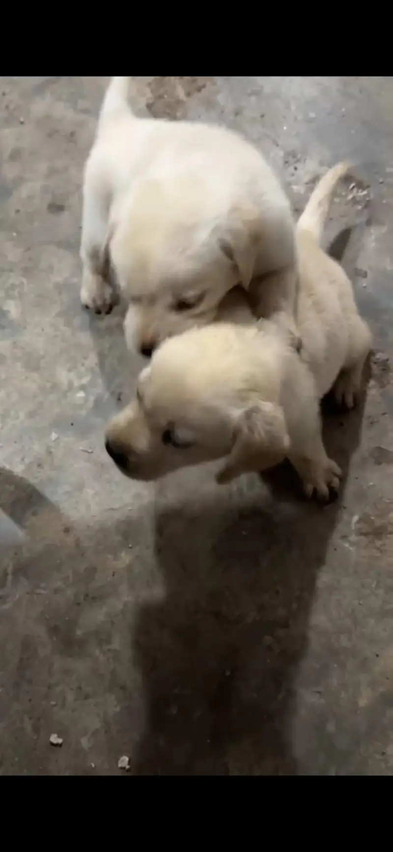 Labrador pair for sale — photo 3