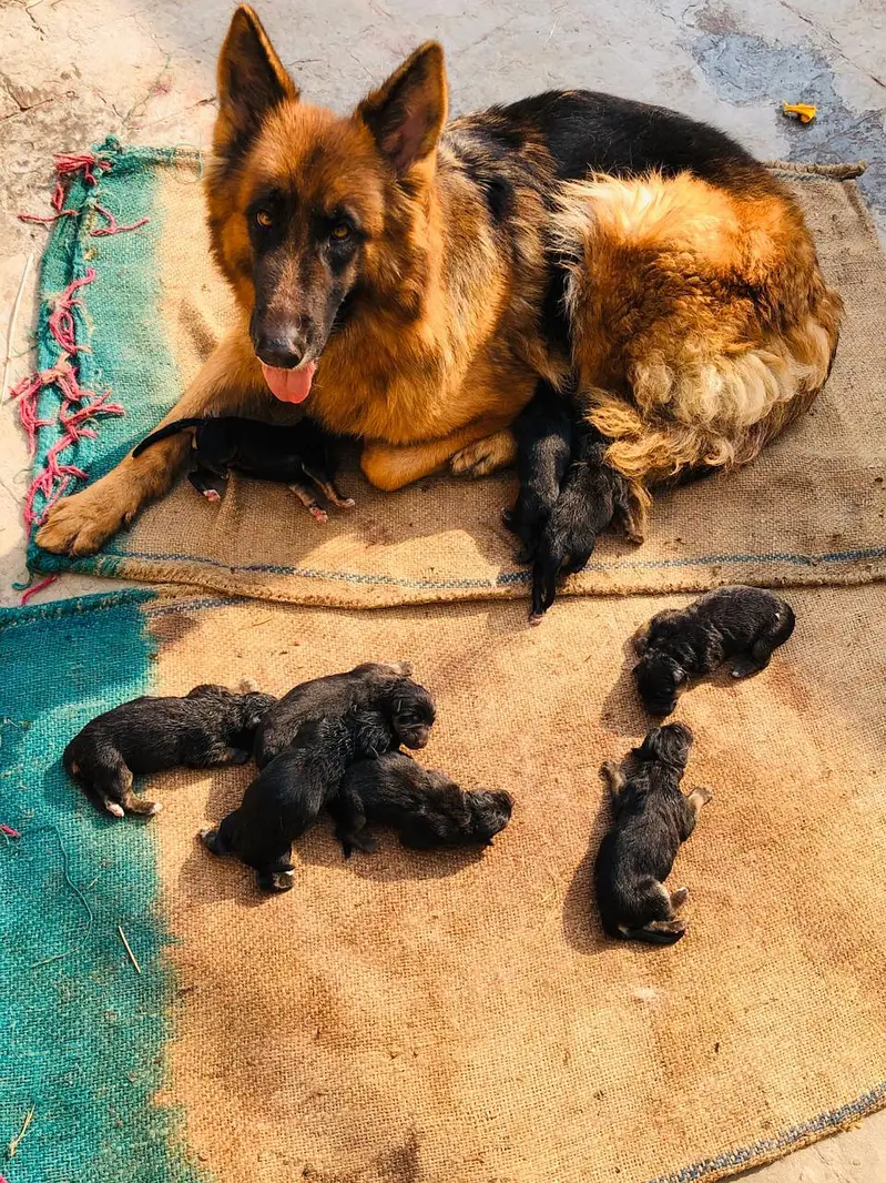 German shephered PUPPIES for sale Or Exchange possible — photo 3