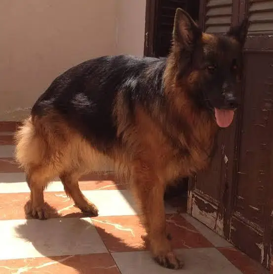 German shephered PUPPIES for sale Or Exchange possible — photo 6