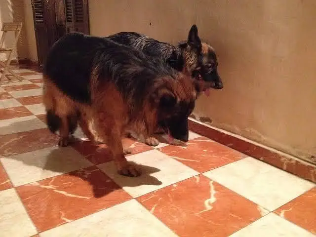 German shephered PUPPIES for sale Or Exchange possible — photo 7
