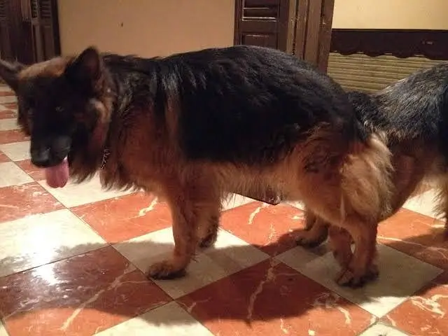 German shephered PUPPIES for sale Or Exchange possible — photo 8