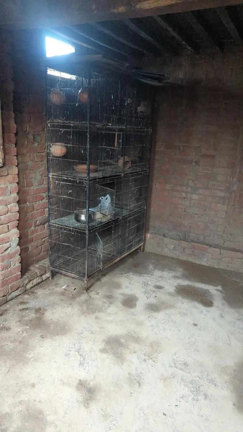 bird cage — photo 3