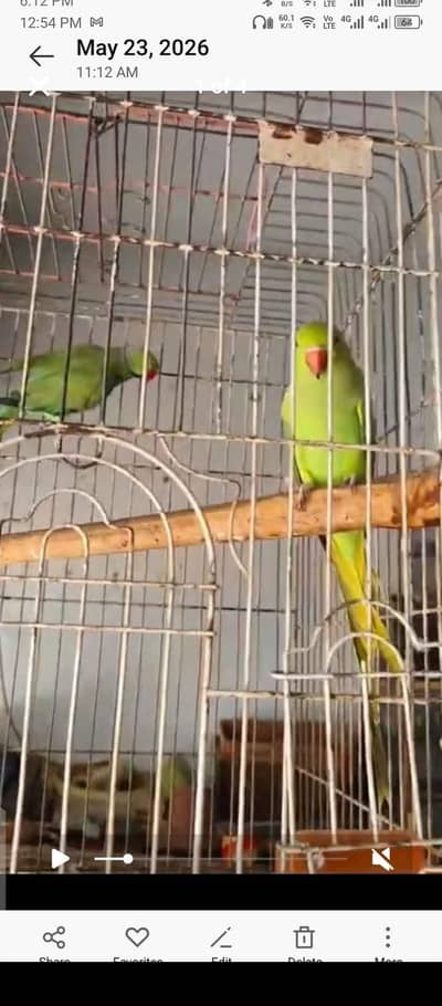 Indian ringneck