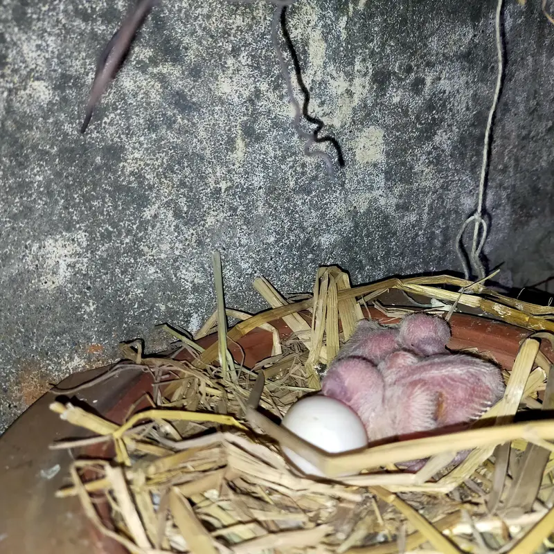 pure white doves (khumry) for sale — photo 6