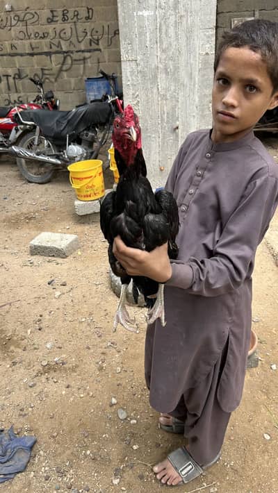High Quality Mushka Aseel Male
