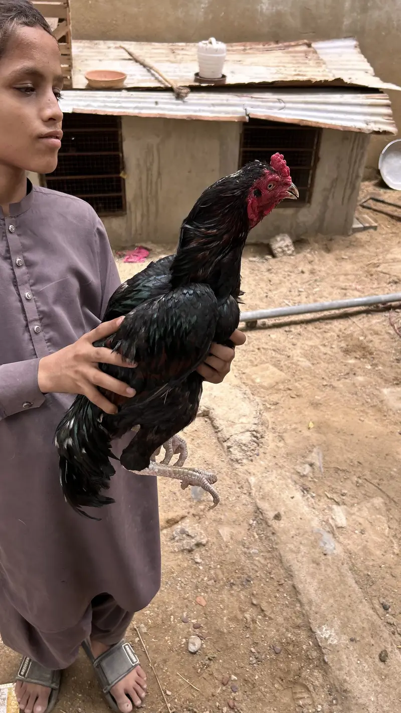 High Quality Mushka Aseel Male — photo 2