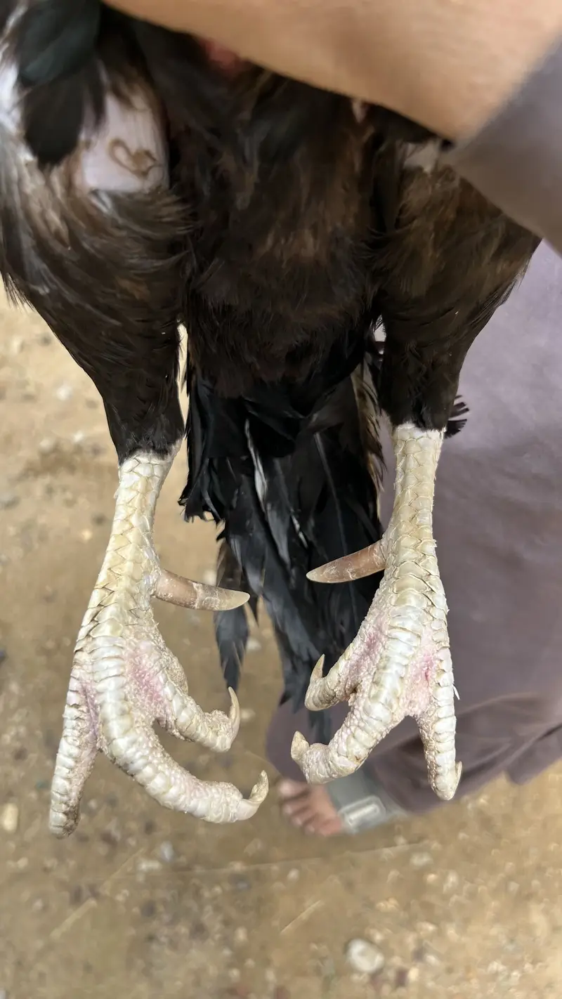 High Quality Mushka Aseel Male — photo 3