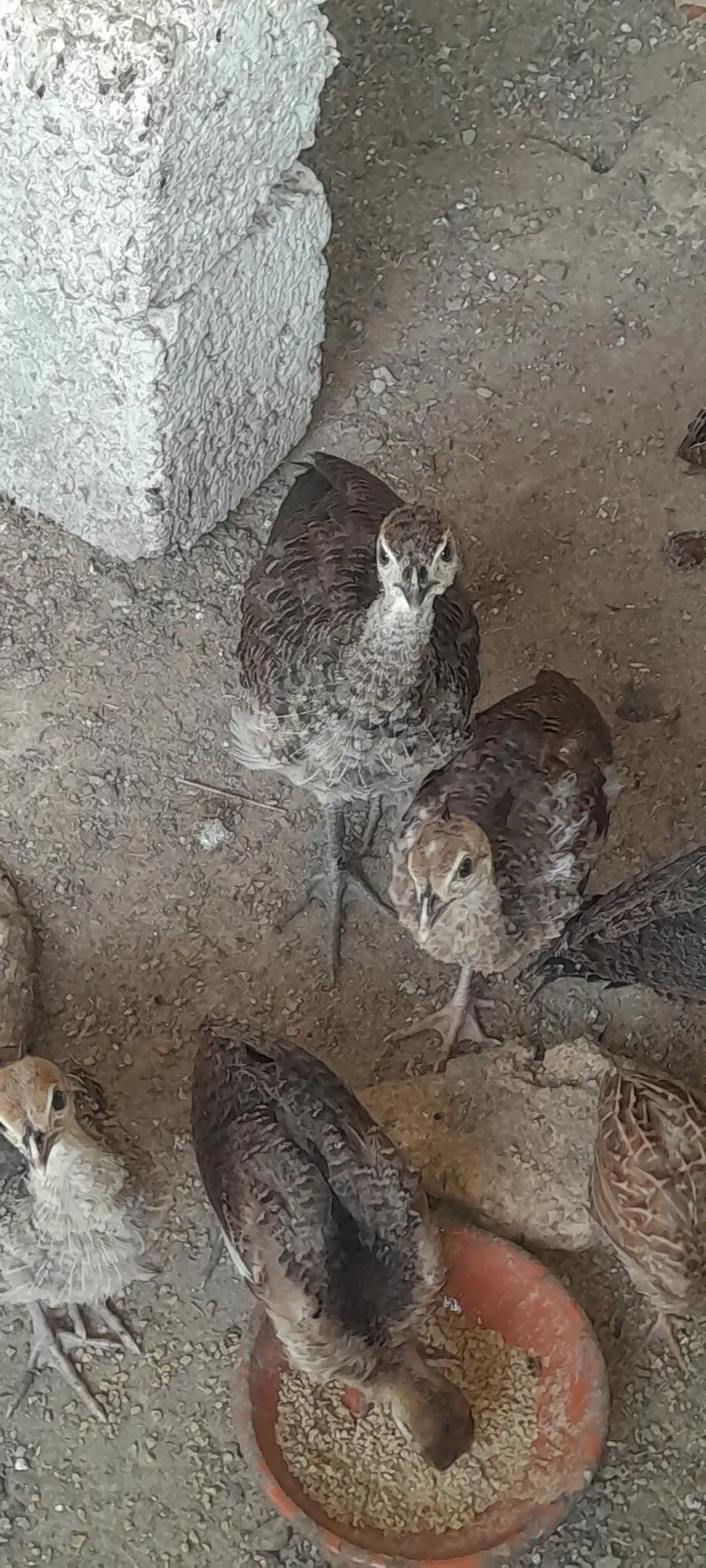 Indian blue shoulder peacock — photo 2