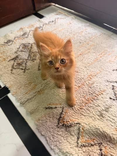 Urgent male kitten for sale