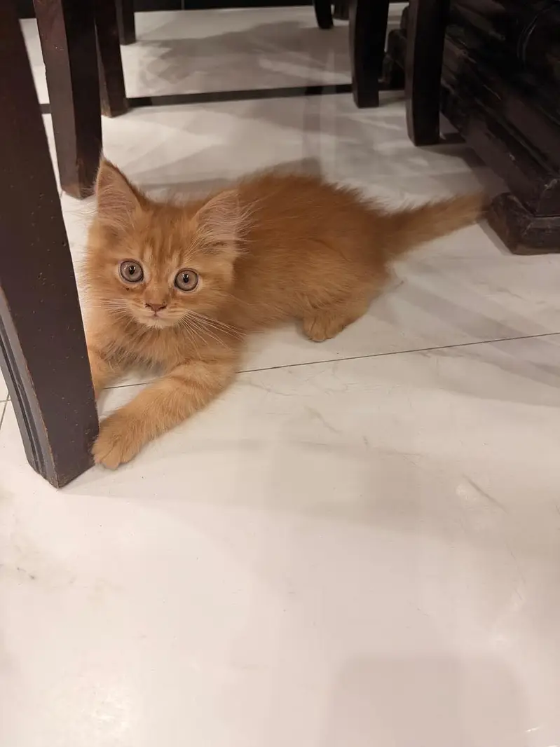 Urgent male kitten for sale — photo 3