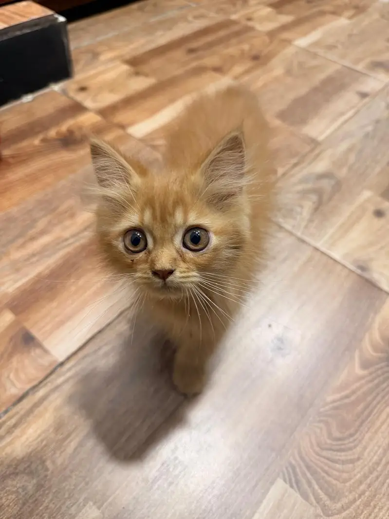 Urgent male kitten for sale — photo 4
