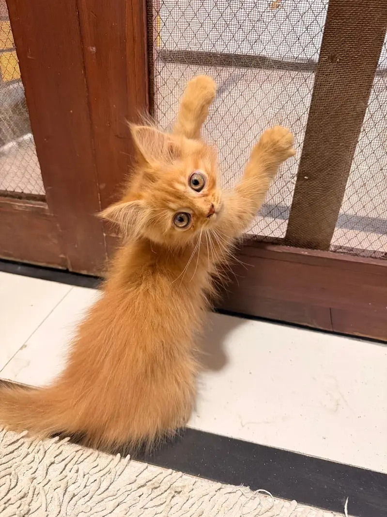Urgent male kitten for sale — photo 5
