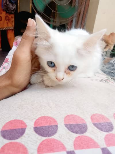 Russian cat blue eyes triple coated pure white 1.5months