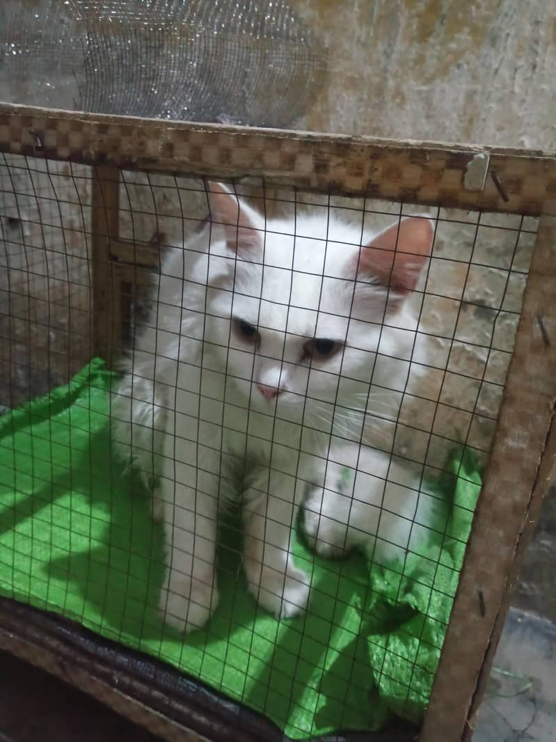 cat 1
