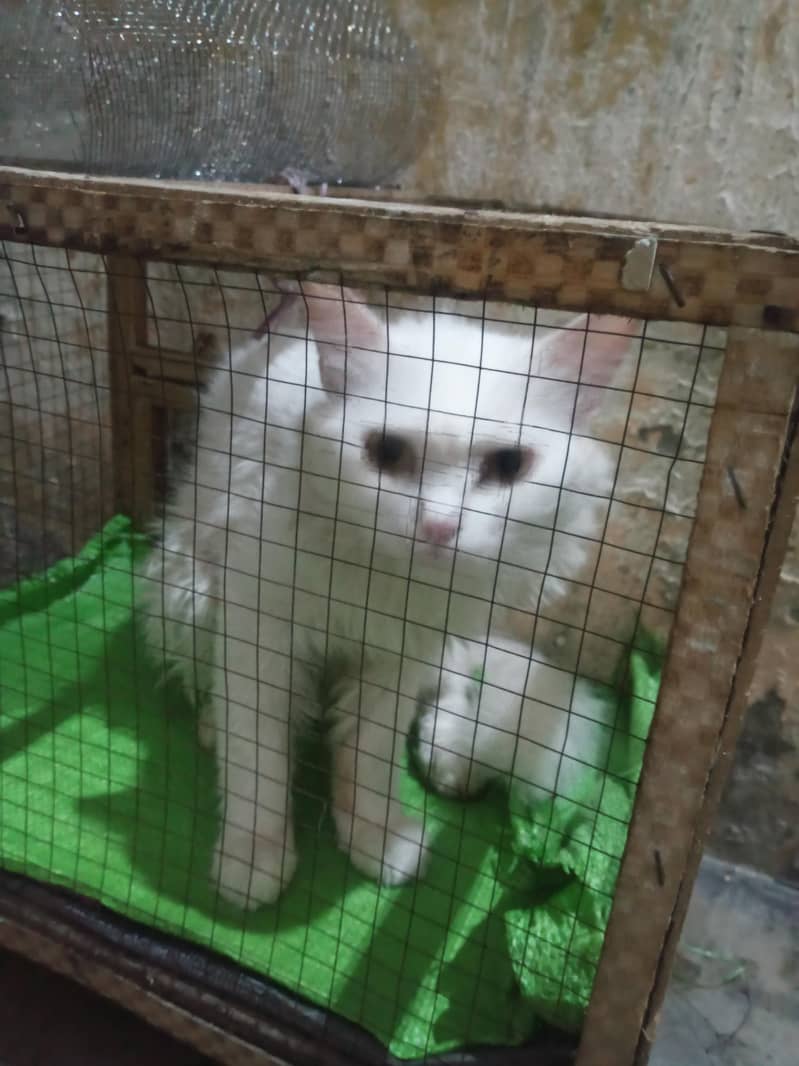 cat 2