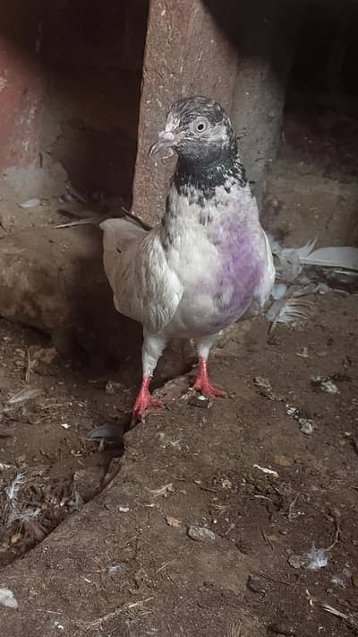 kaalsirre pigeon for sale