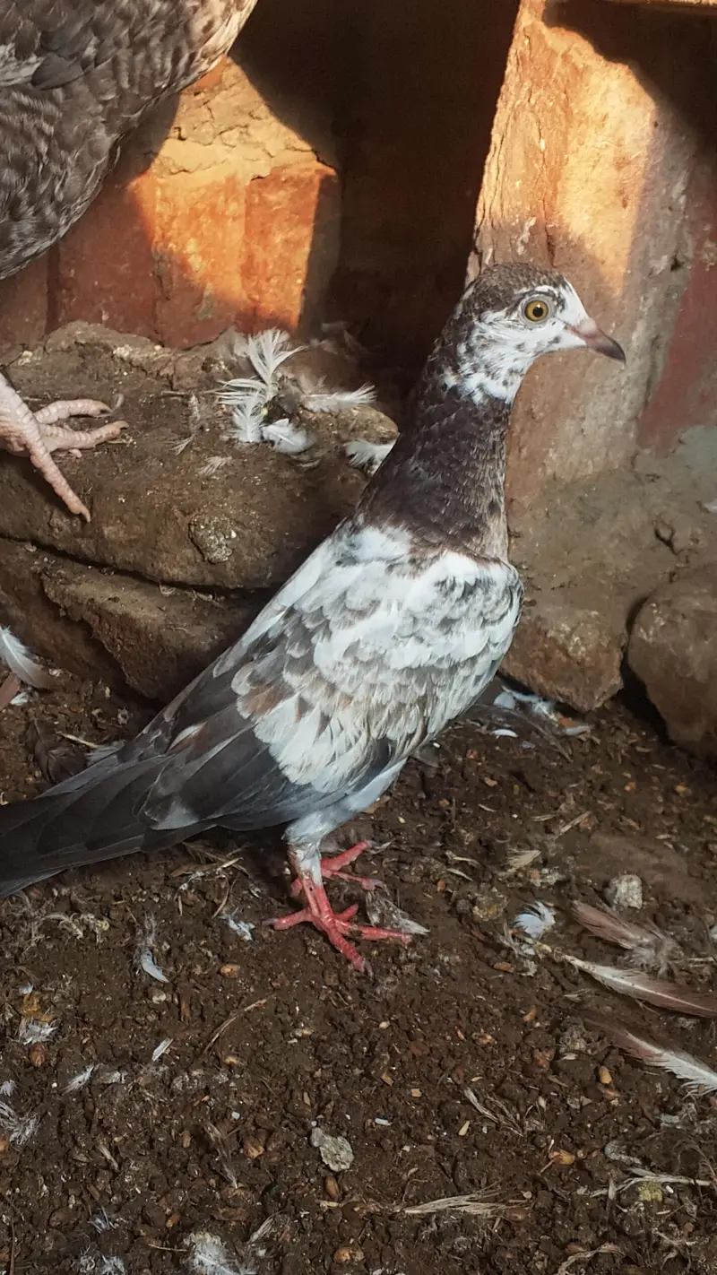 kaalsirre pigeon for sale — photo 2