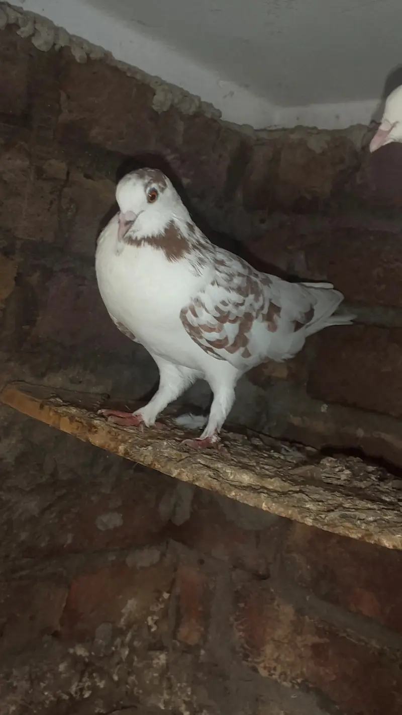 kaalsirre pigeon for sale — photo 3