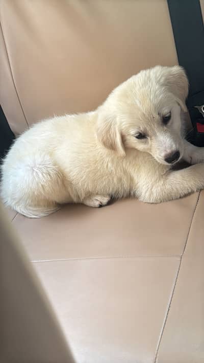 Golden retriever puppy