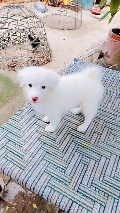 Pink Nose Russian Female Puppy For Sale