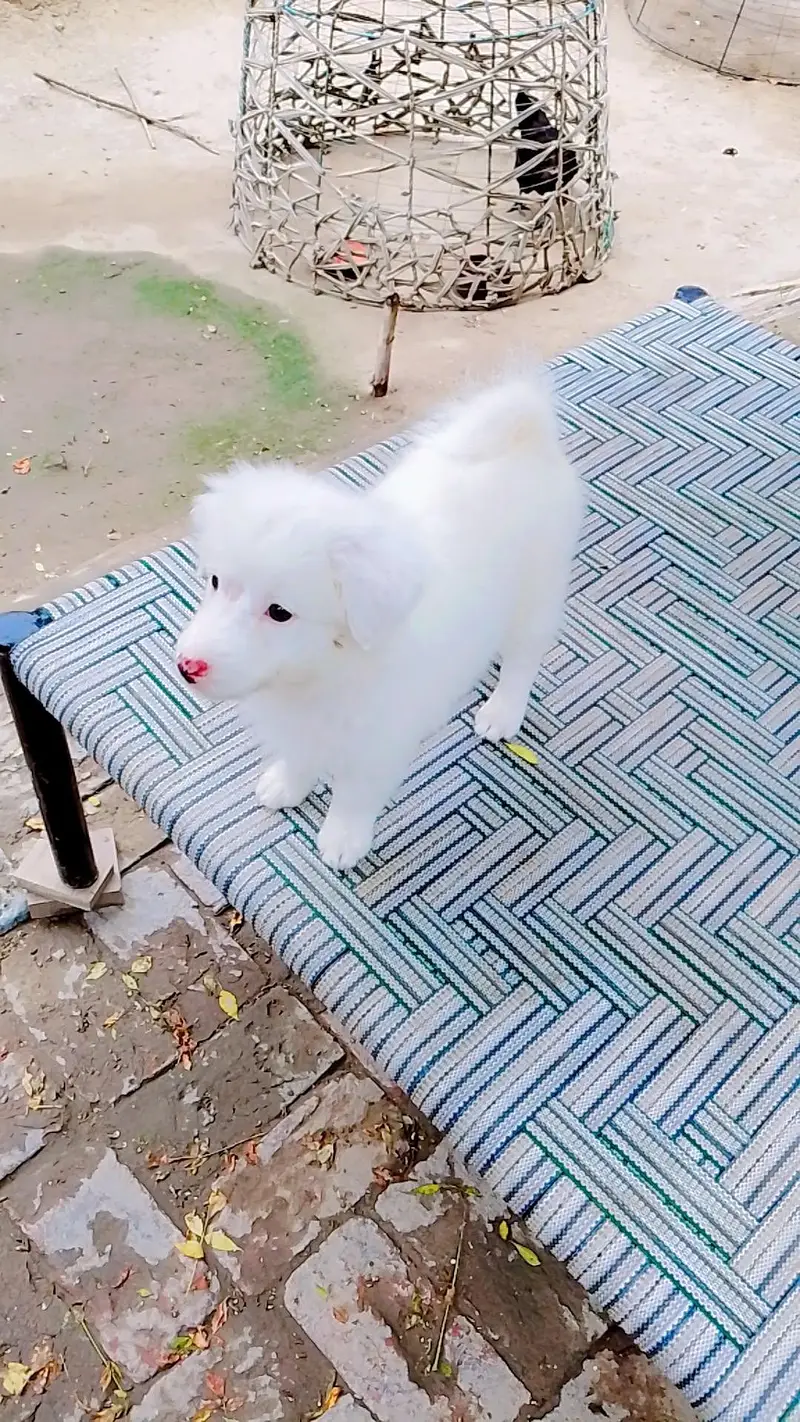 Pink Nose Russian Female Puppy For Sale — photo 2