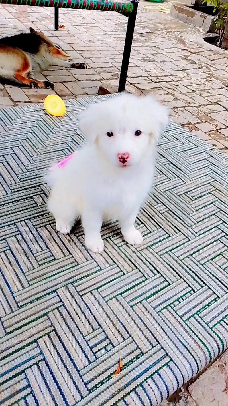 Pink Nose Russian Female Puppy For Sale — photo 3