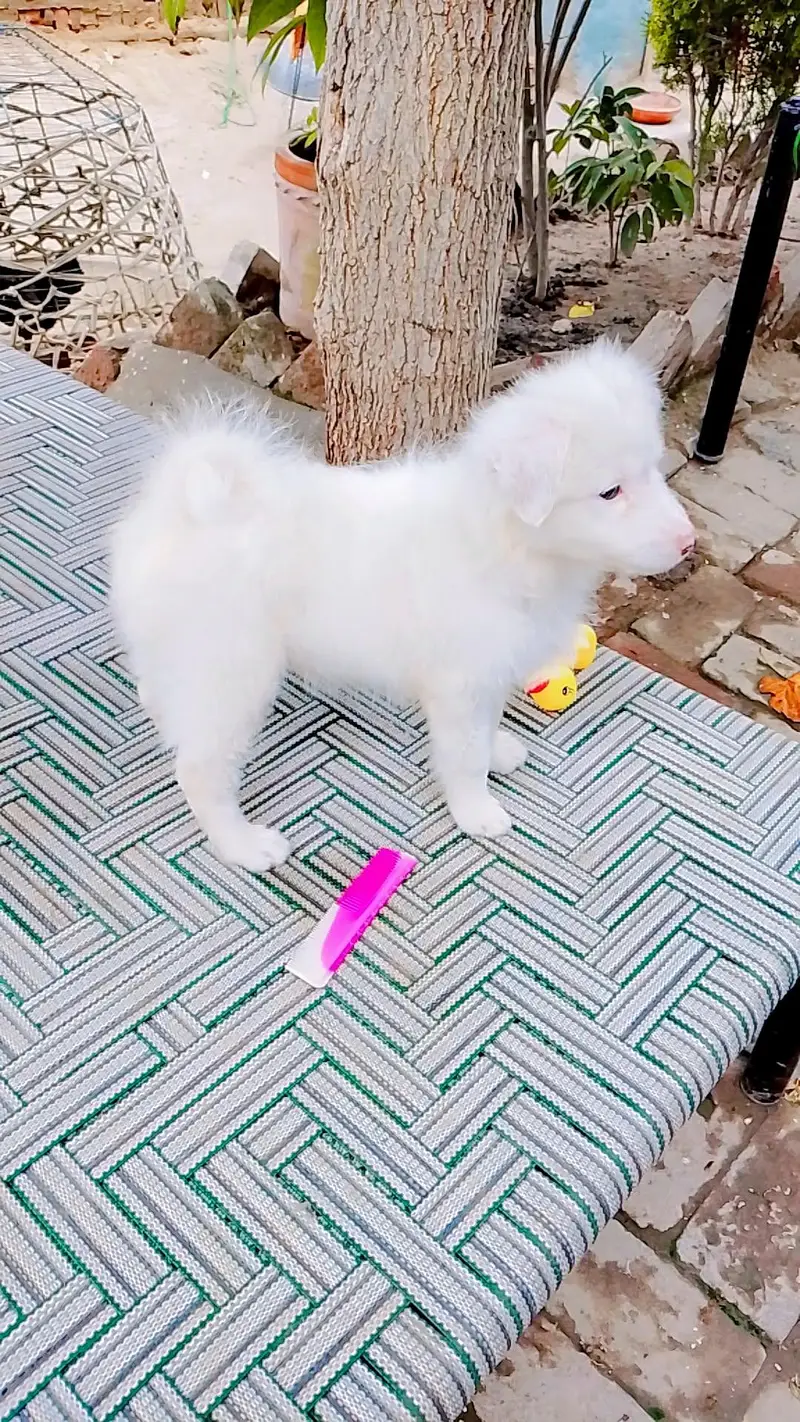 Pink Nose Russian Female Puppy For Sale — photo 4