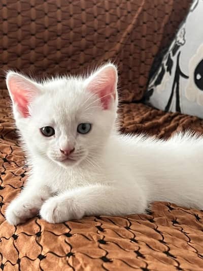 A pair of Persian male Kittens