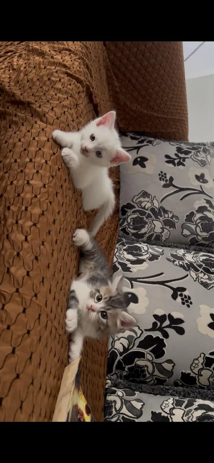 A pair of Persian male Kittens — photo 2