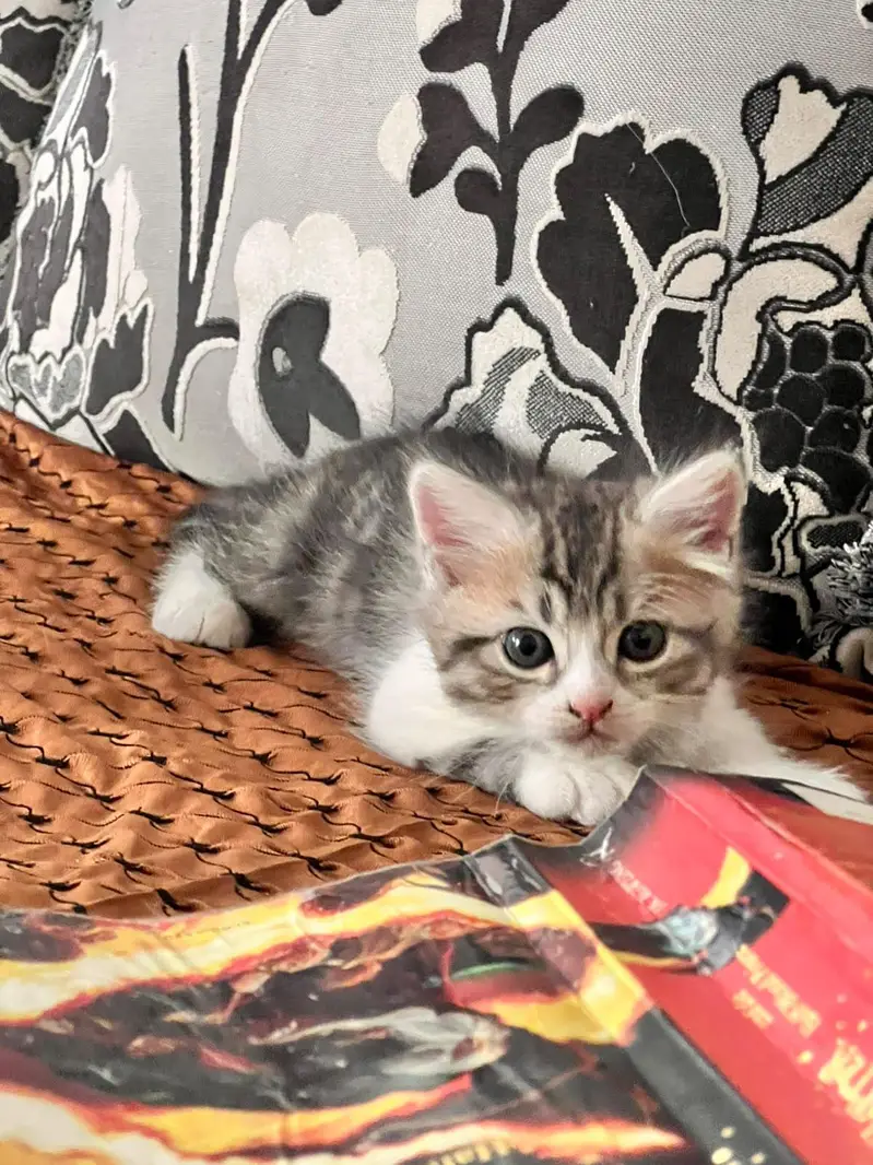 A pair of Persian male Kittens — photo 3
