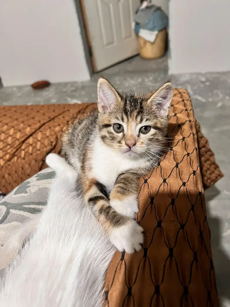 A pair of Persian male Kittens — photo 5
