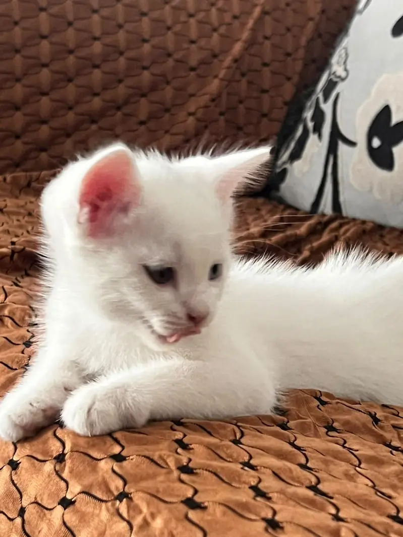 A pair of Persian male Kittens — photo 6