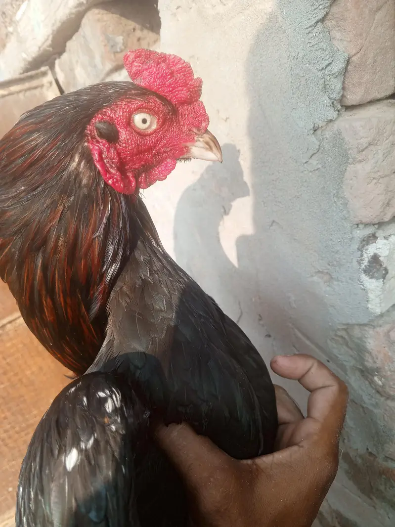 aseel murga — photo 3