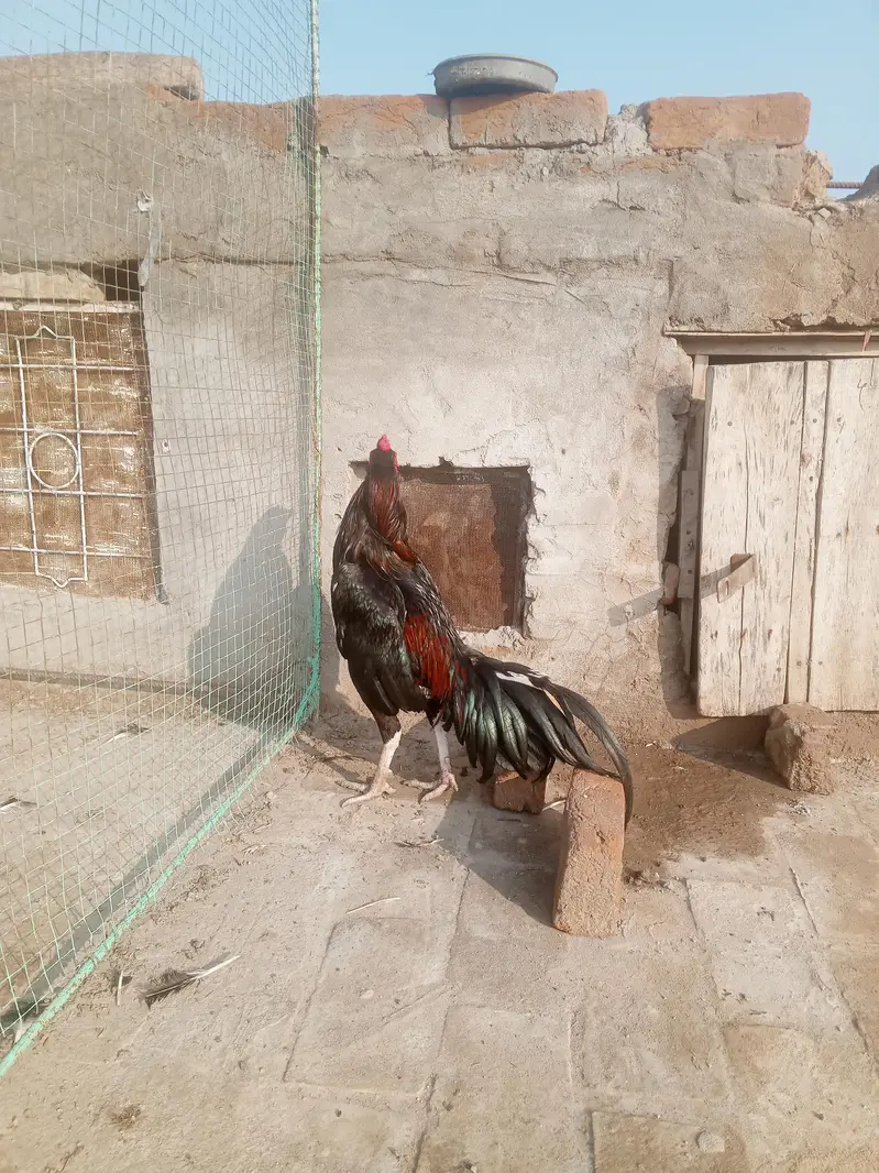 aseel murga — photo 6