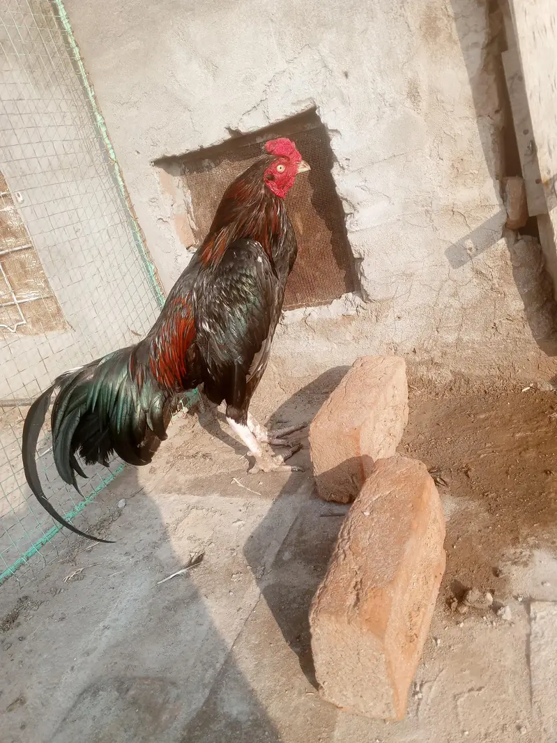 aseel murga — photo 7